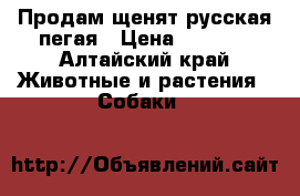 Продам щенят русская пегая › Цена ­ 3 000 - Алтайский край Животные и растения » Собаки   